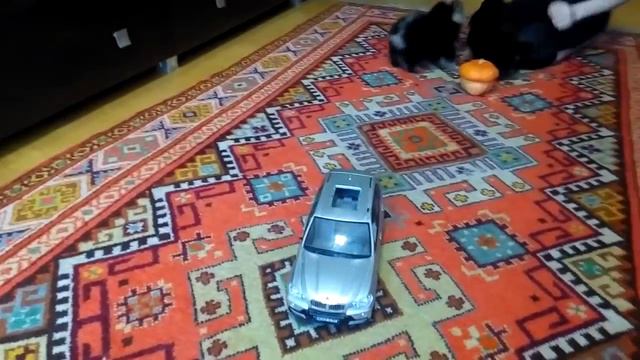 Шпиц Померанский 1,5 месяца смотреть онлайн