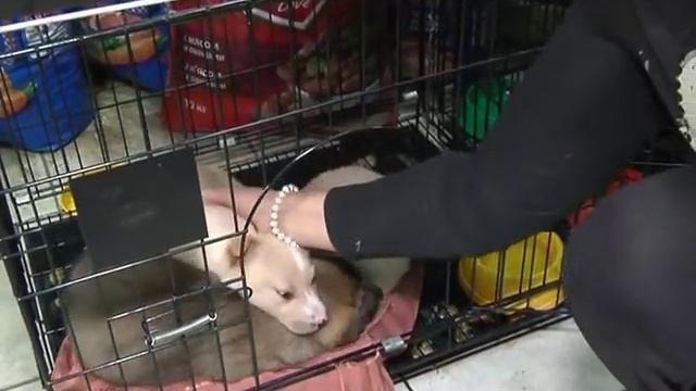 Ярмарка бездомных животных смотреть онлайн