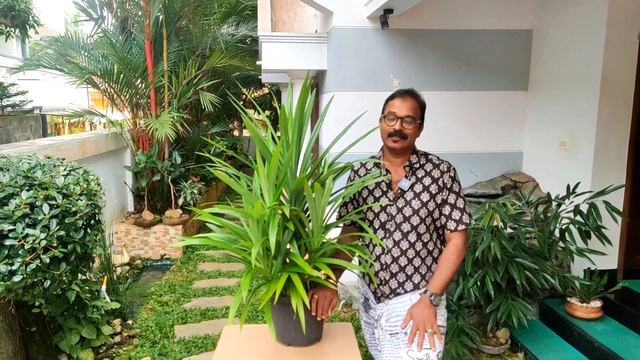 Health Benefits,Care, Propagation and Uses of Pandan plant/Pandanus amaryllifolius/രംഭ/ബിരിയാണിക്കൈ смотреть онлайн