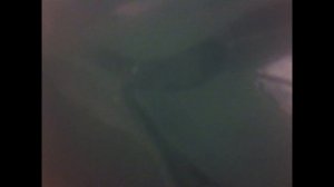 《Carpathia》 из ПЛАСТИЛИНА.