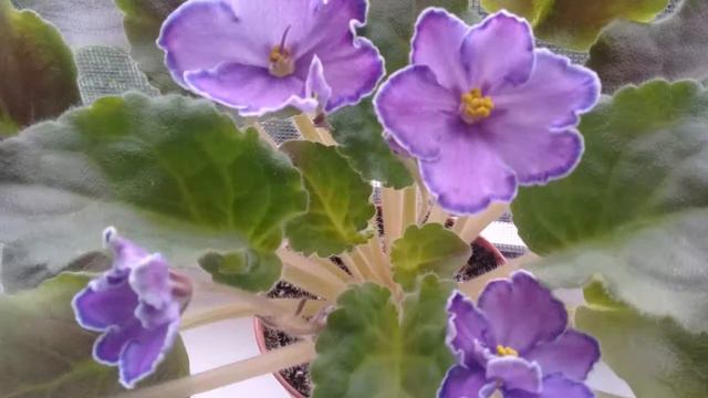 🌸🌸🌸Мои любимые фиалочки🌸🌸🌸 смотреть онлайн