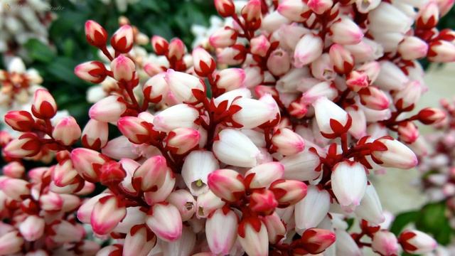 Canon Sx700 Hs Sample Photos | Canon Sx700 Hs Photography смотреть онлайн