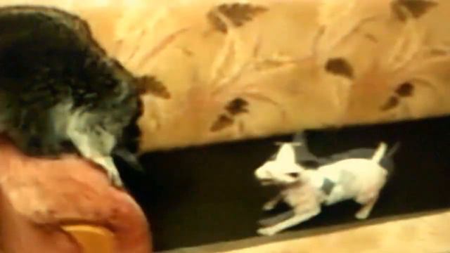 Енот воспитывает кота ! смотреть онлайн