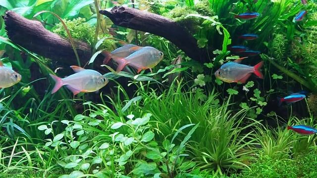 Аквачелендж буква М смотреть онлайн