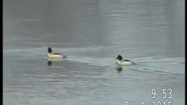 УТКИ КРОХАЛИ+ОРЛАНЫ-БЕЛОХВОСТЫ смотреть онлайн