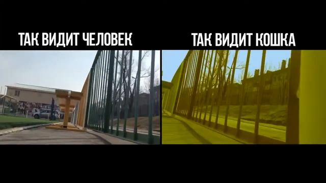 Копия видео "Как животные видят мир" смотреть онлайн