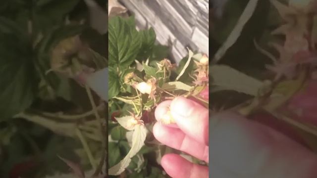 МОЙ ОГОРОД !!! смотреть онлайн