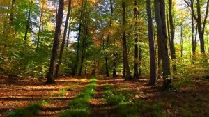 лечебная музыка для сердца и сосудов 🌿 успокаивает нервную систему и радует душу, Нежная музыка #24