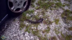 Аквариумные сомики ТОП 25 + советы для начинающих