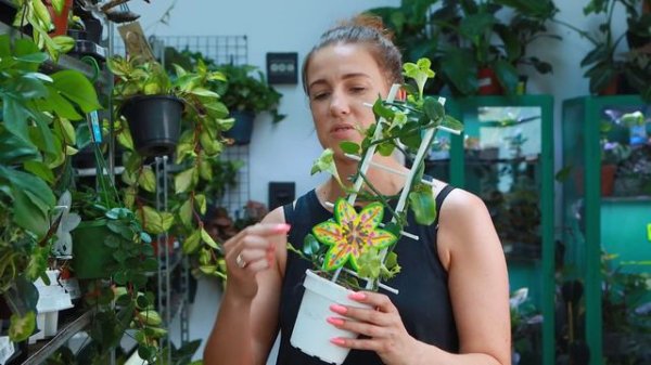 MORZE MARANT (Light Veins, Silver Band, NoID 😍), Monstera Dubia i okazy-giganty w nowej dostawie!