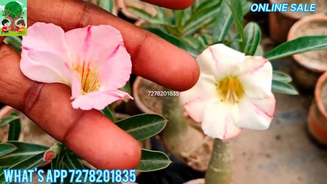 CHEAPEST PRICE ADENIUM PLANTS.. ONLINE SALE.BEST QUALITY.#adenium #plants #green смотреть онлайн