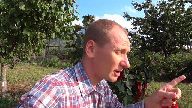 СМОРОДИНА Правильный сорт повысит урожай !!! У вас тоже будет в 3 раза больше смотреть онлайн