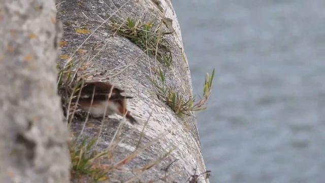 Пуночка (Plectrophenax nivalis) - пение пуночки, интересный фильм. смотреть онлайн