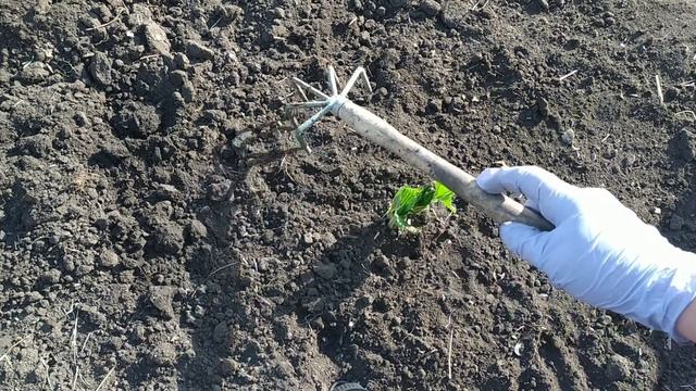 Супер средство для большого урожая клубники. Обработка клубники нашатырным спиртом весной. смотреть онлайн