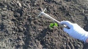 Супер средство для большого урожая клубники.  Обработка клубники нашатырным спиртом весной.