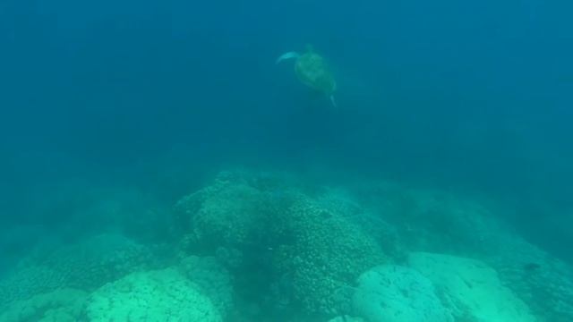 Egypt. Red Sea. Tortoise. Nefertari. КОРАЛЛОВЫЕ РИФЫ. ЧЕРЕПАХА смотреть онлайн