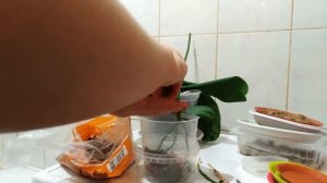 Пересадка детки орхидеи с цветоноса