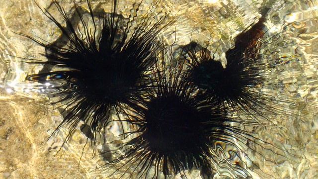 10 самых КОЛЮЧИХ животных смотреть онлайн