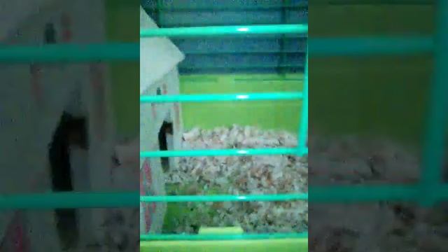 Все о маленьких морских свинках смотреть онлайн