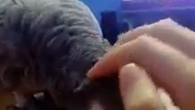 Ромочка, почу-у-хай! смотреть онлайн