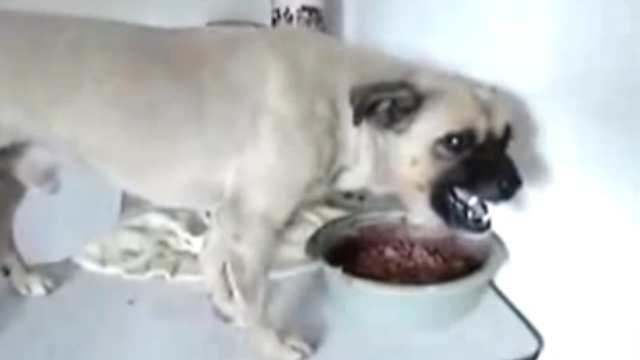 Собака злится на свой хвост смотреть онлайн