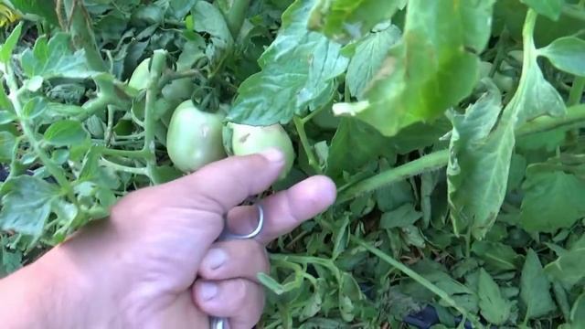 И СНОВА ГРАД ! смотреть онлайн