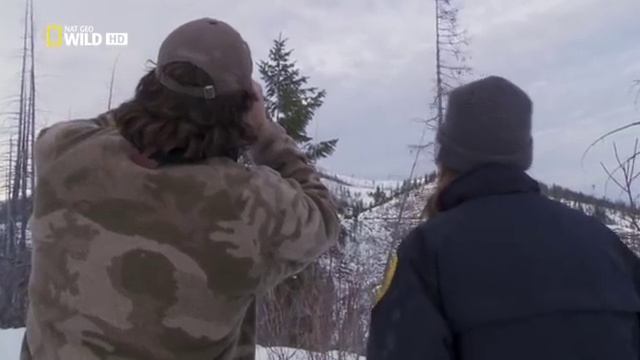 Пума Против Волка,Cougar Vs Wolf,NatGeoWild