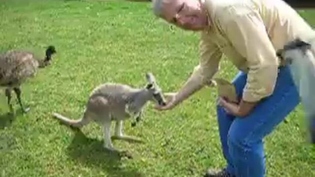 Giant Killer Emu Attack #2 смотреть онлайн