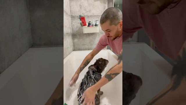 Французский бульдог моется шампунем, который гараздо дороже моего 🤪🖤 #французскийбульдог #флаффи смотреть онлайн