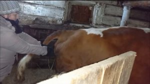 ОТЕЛ  КОРОВЫ СТОЯ. ПРИНИМАЮ  ОТЕЛ КОРОВЫ ОДНА. НОЧНОЙ ОТЕЛ.