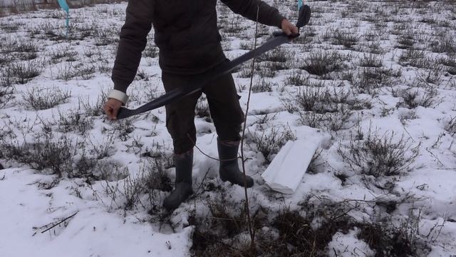 КАК ЗАЩИТИТЬ МОЛОДЫЕ ДЕРЕВЬЯ ЗИМОЙ ОТ ЗАЙЦЕВ смотреть онлайн