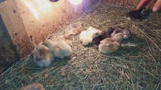 ВСЕХ ЦЫПЛЯТ ПУШИНКЕ // НЕ МНОГО ЛИ? ВЫВОД БРАМЫ / И ВСЕ ПОНЕМНОГУ смотреть онлайн