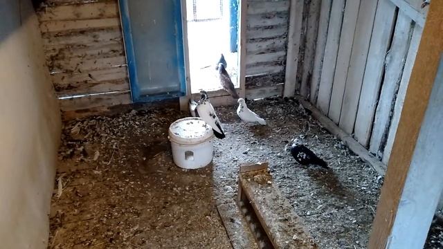 Димкино хозяйство. Голуби22. Свердловские смотреть онлайн