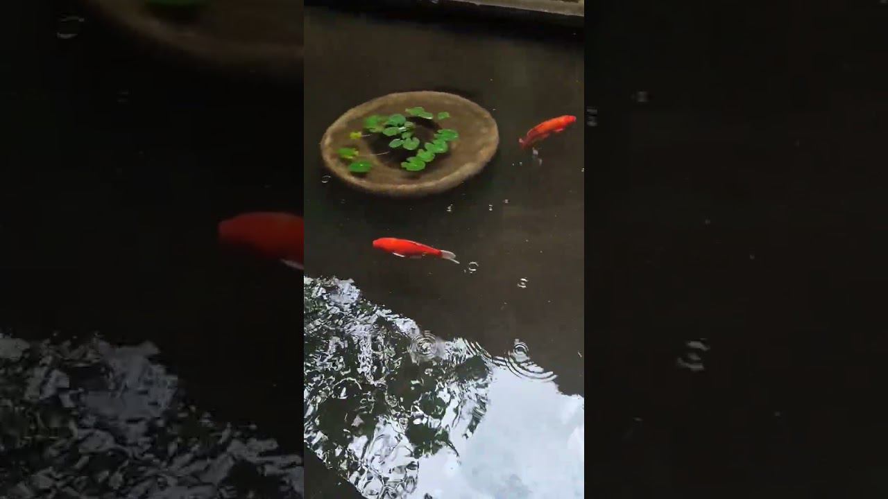 Шри-Ланка отпуск 2023! смотреть онлайн