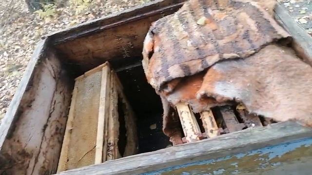 9 октебря кормил пчел сахарным сиропом смотреть онлайн