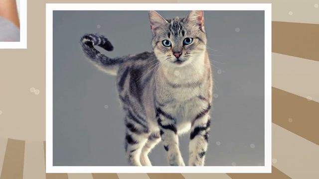 Мастерство на Практике