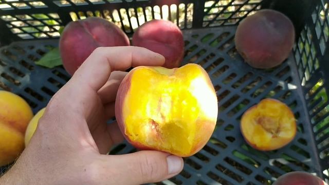 Роял Маджестик, Роял саммер, Роял Тайм, Экстрим 6, Файер брайт, Ромеа смотреть онлайн