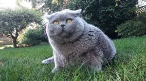 Крупный британский кот на прогулке/ The Big British Cat
