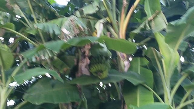 Банановое дерево в городе экзотические растения бесплатные развлечения Паттайя Тайланд смотреть онлайн