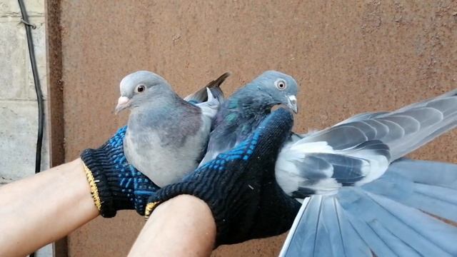 ГОЛУБИ ЛОЗОВАТСКОГО. 12 июня 2022г. ТЕЛ.38 050 707 57 21 смотреть онлайн