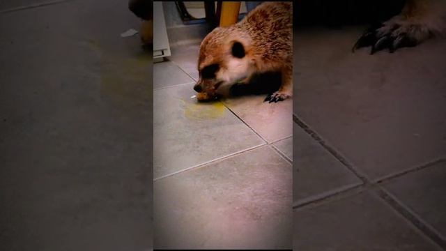 Жизнь и удивительные приключения сурикатки Кири смотреть онлайн