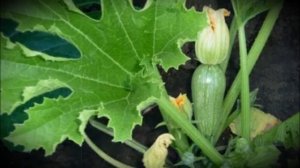 Кабачок цукини сорта «Цукеша»