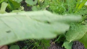 Редиска заря