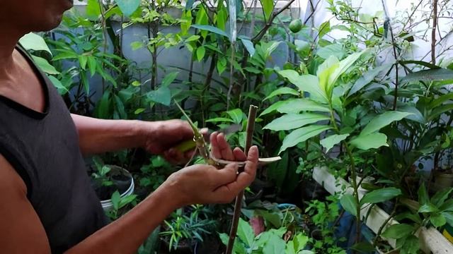 #breadfruit "HOW TO GRAFT BREAD FRUIT (Artocarpus altilis) #propagation смотреть онлайн
