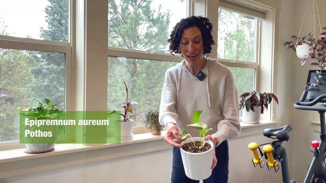 House Plant Tour! See The Plantiest Room In My Home - 6 Month Update!