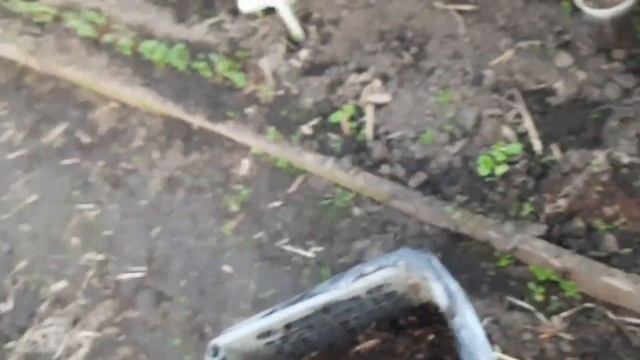 Выращивание ранних кабачков в ящиках. смотреть онлайн