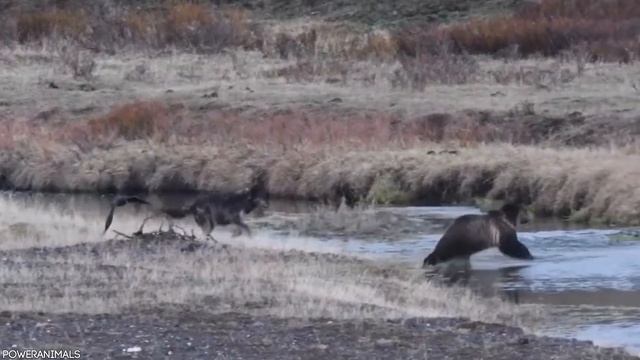 15 Unbelievable Bear Attacks And Interactions Caught On Camera смотреть онлайн