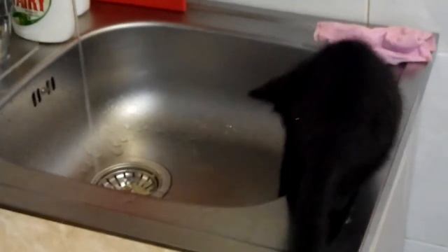 VID 20140703 075909 Метис и мойка первое знакомство смотреть онлайн