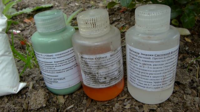 Как лечить заболевшие розы, снимаю розу Мисс Файн. смотреть онлайн