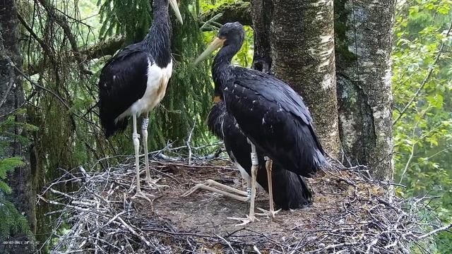 Must-toonekurg2: Black storklets beak fights. 07/08/2021 смотреть онлайн
